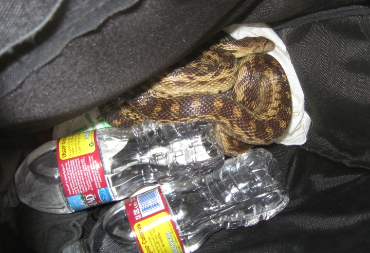 Pacific Gopher Snake